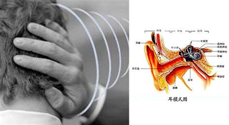 耳鳴意思|耳朵嗡嗡叫，持續耳鳴怎麼辦？一文看懂「耳鳴」的8。